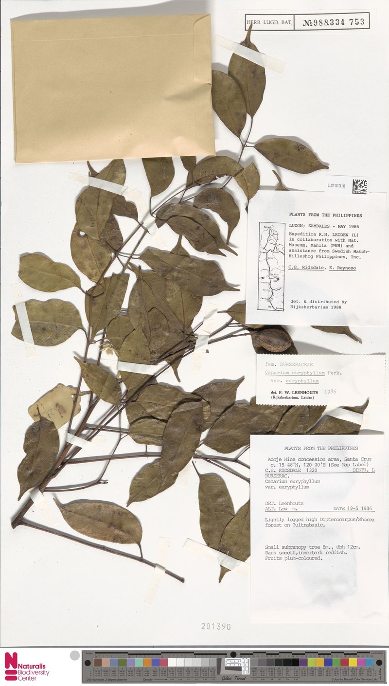 Canarium euryphyllum var. euryphyllum photo 4