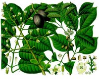 Java Almond