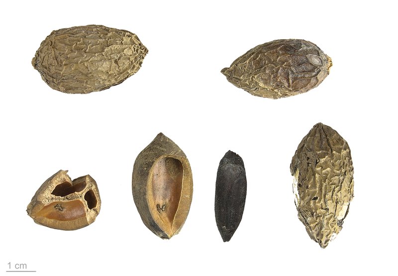 Java Almond photo 2