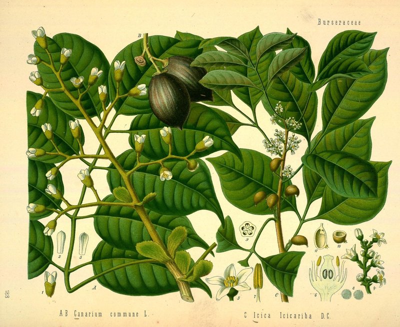 Java Almond photo 3