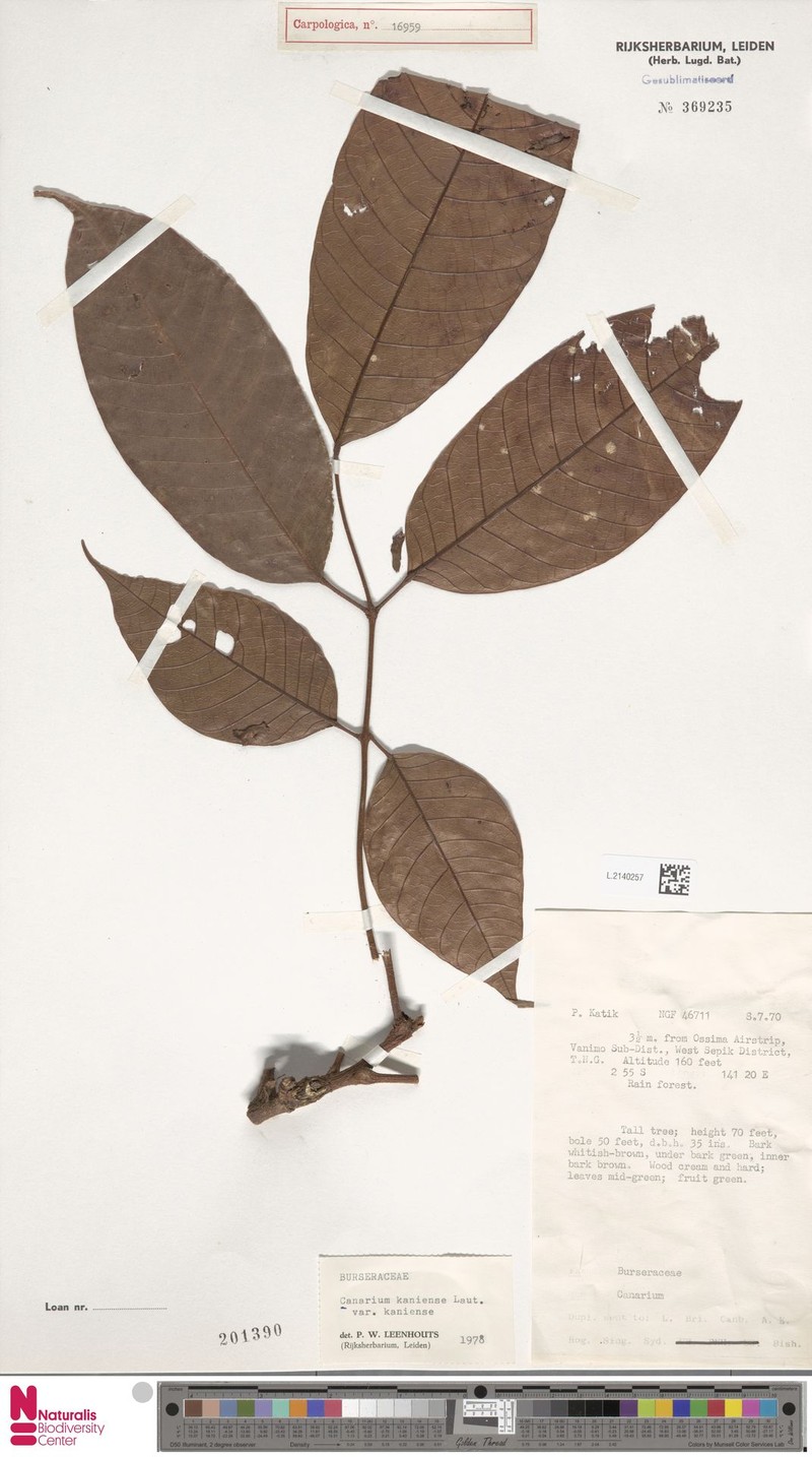 Canarium kaniense var. kaniense