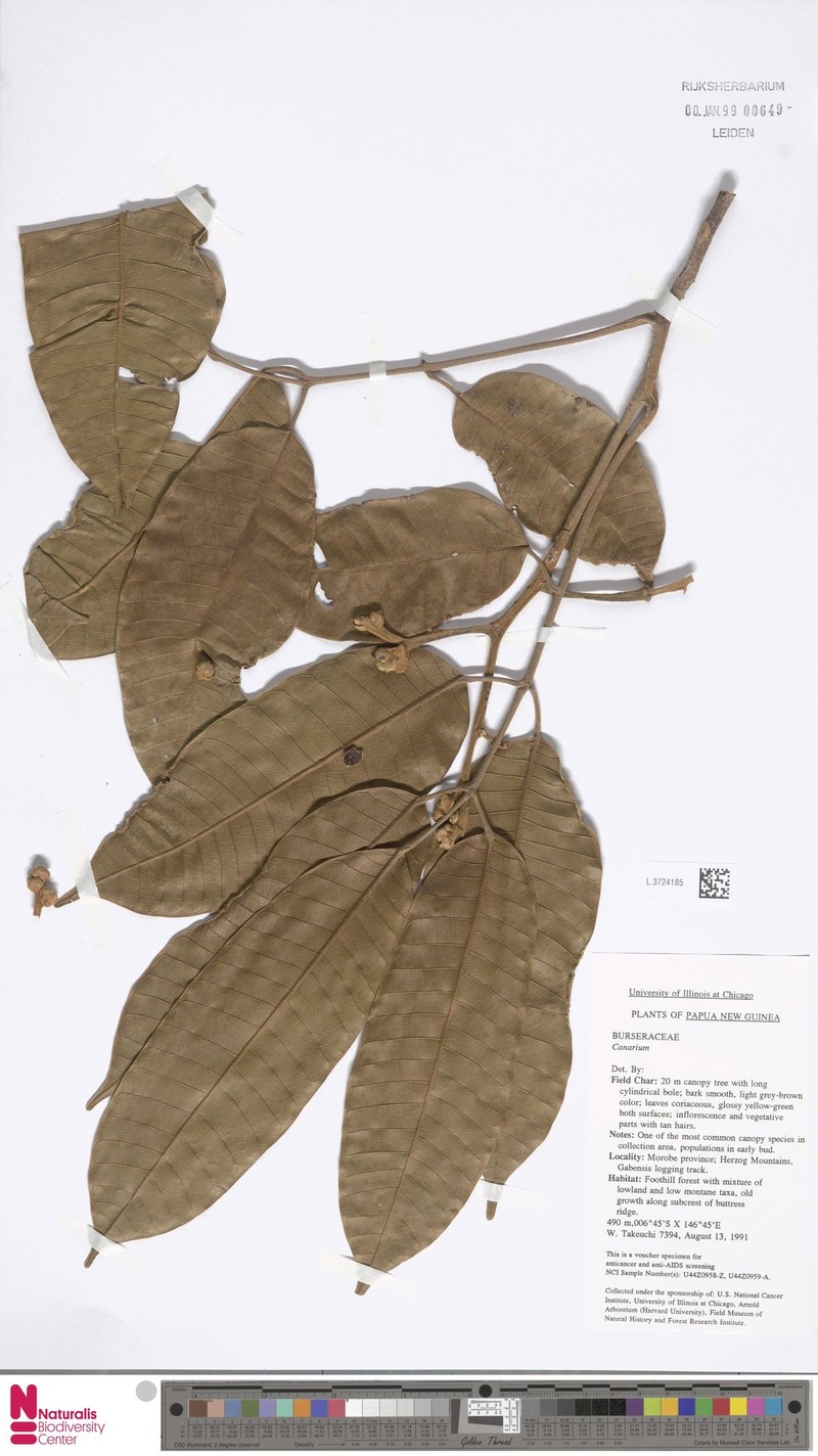 Canarium maluense subsp. maluense