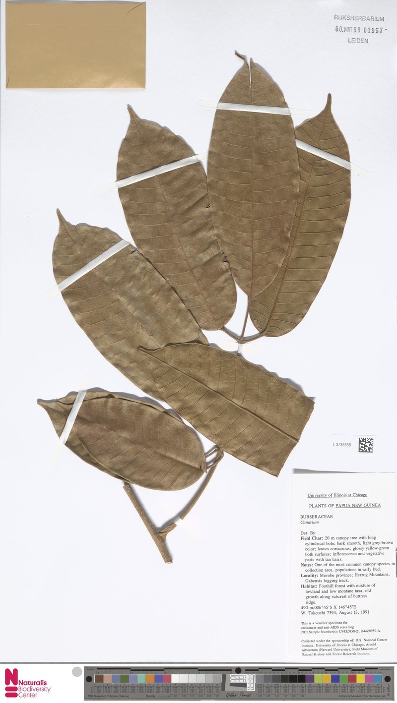 Canarium maluense subsp. maluense photo 2