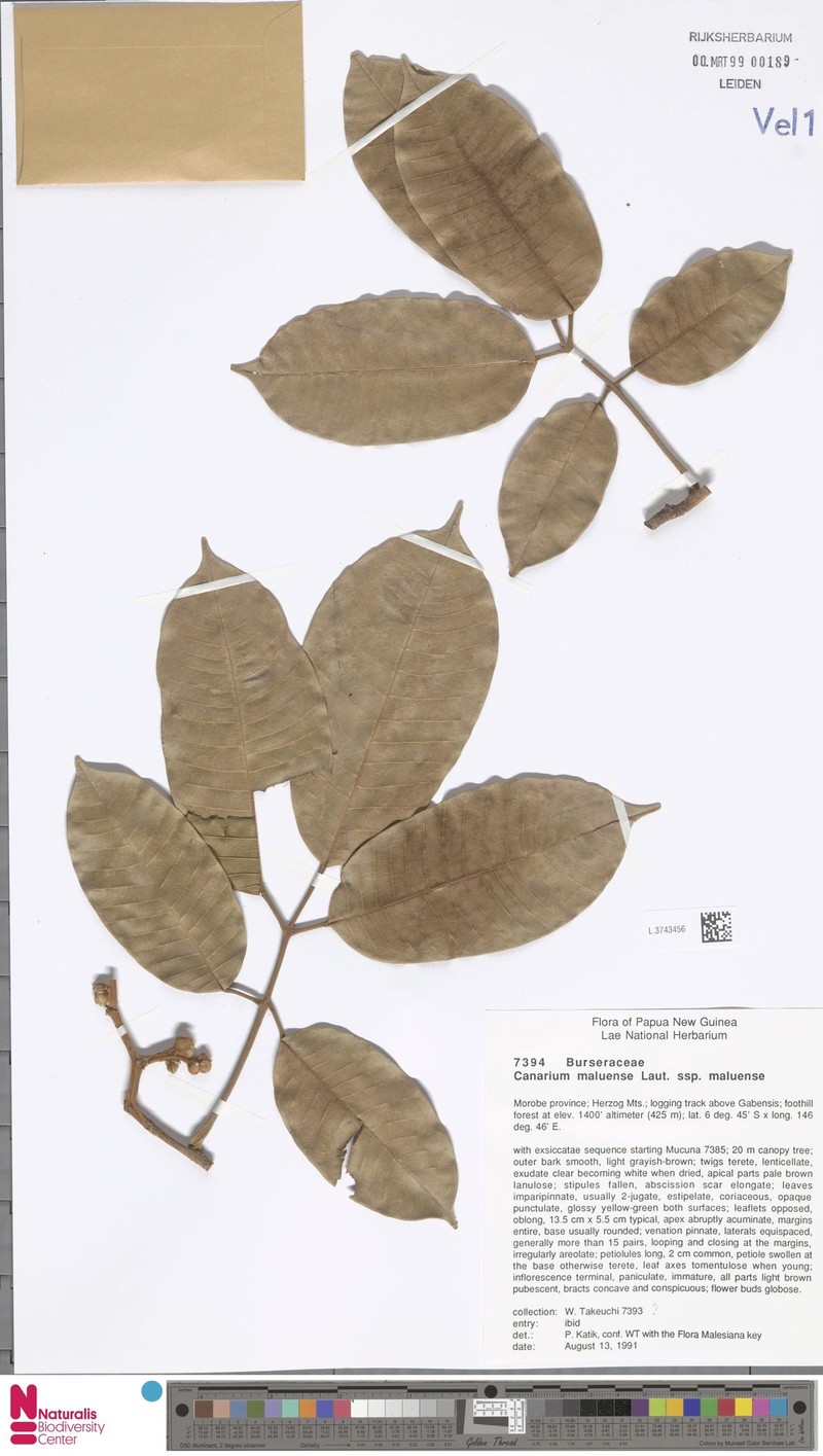Canarium maluense subsp. maluense photo 3