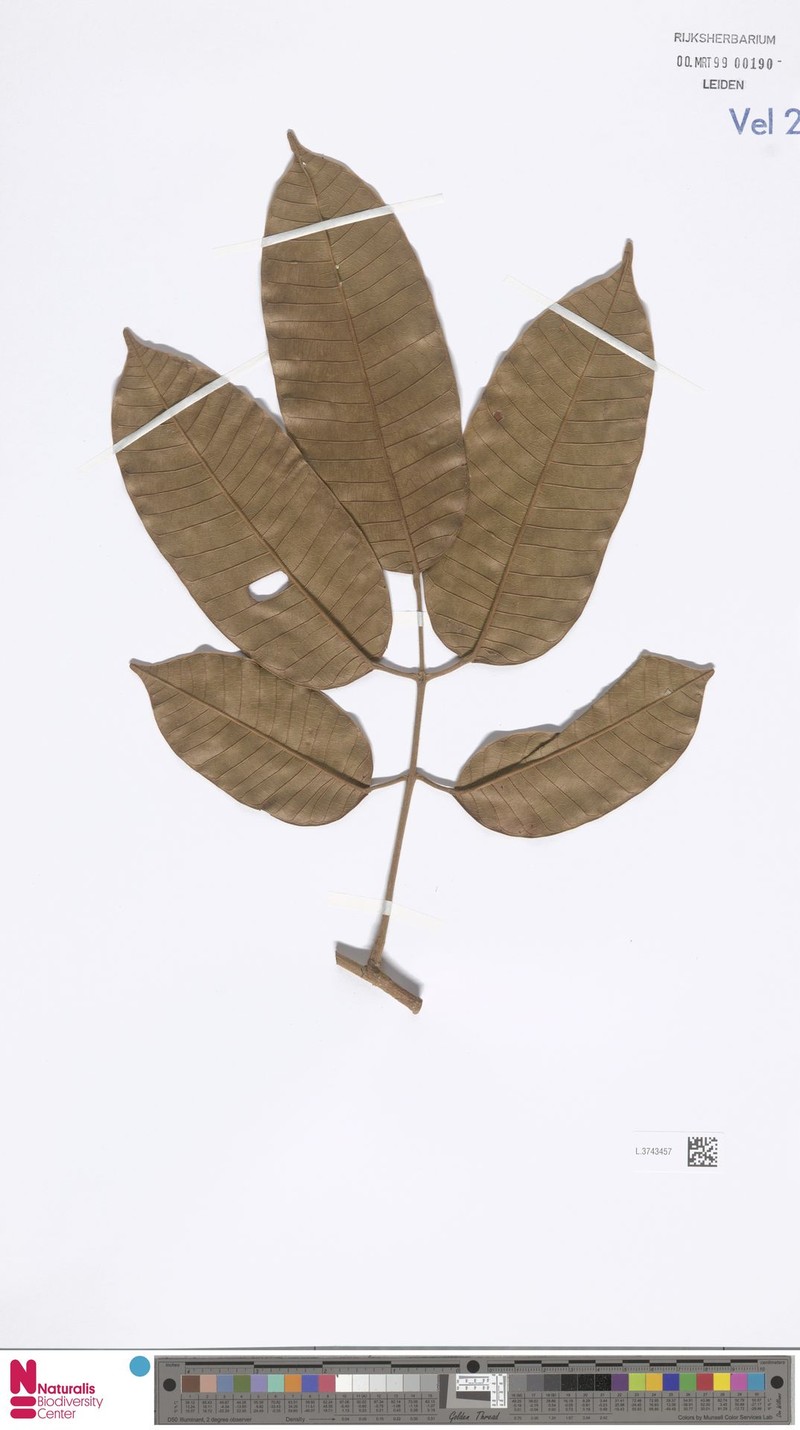 Canarium maluense subsp. maluense photo 4