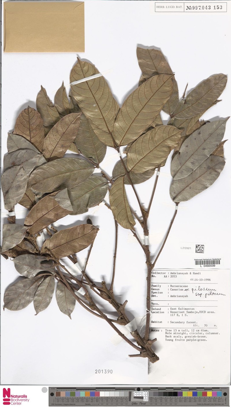 Canarium pilosum subsp. pilosum