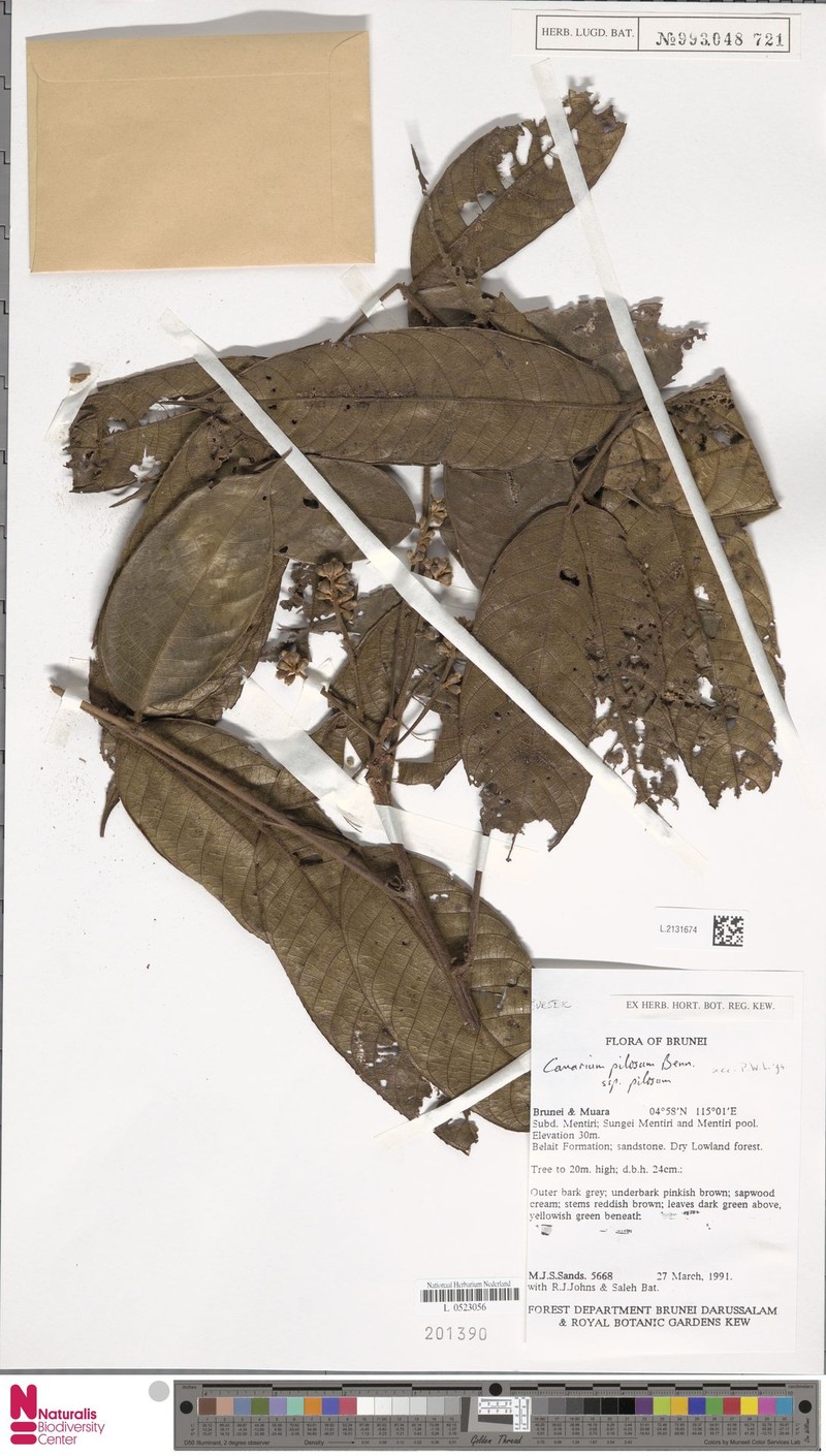 Canarium pilosum subsp. pilosum photo 2