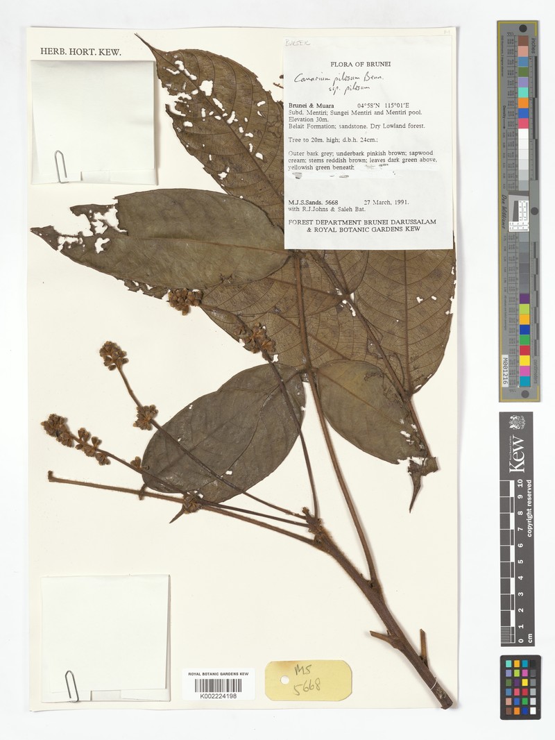 Canarium pilosum subsp. pilosum photo 3