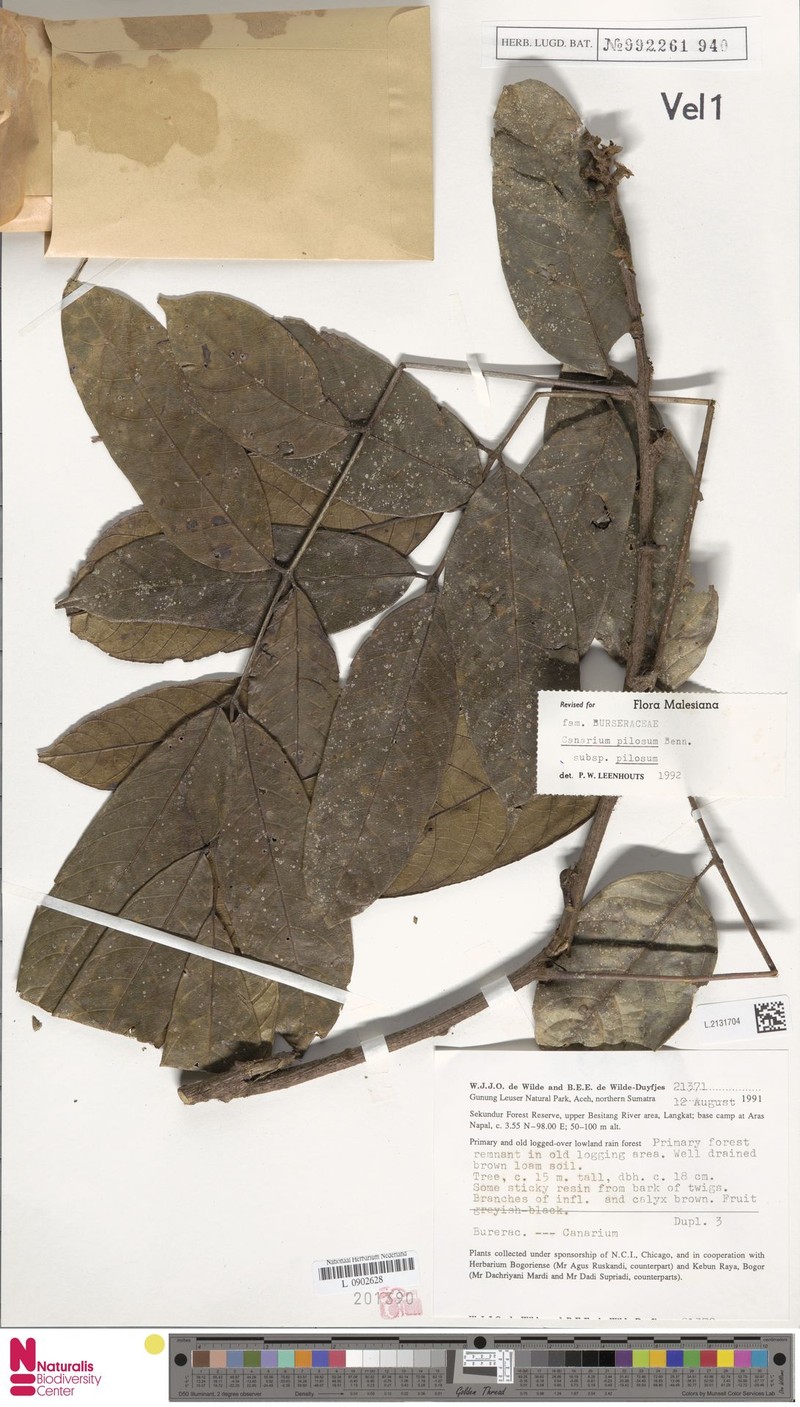 Canarium pilosum subsp. pilosum photo 4