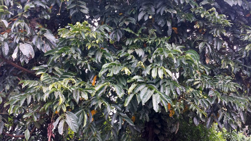 Schweinfurth's Olive