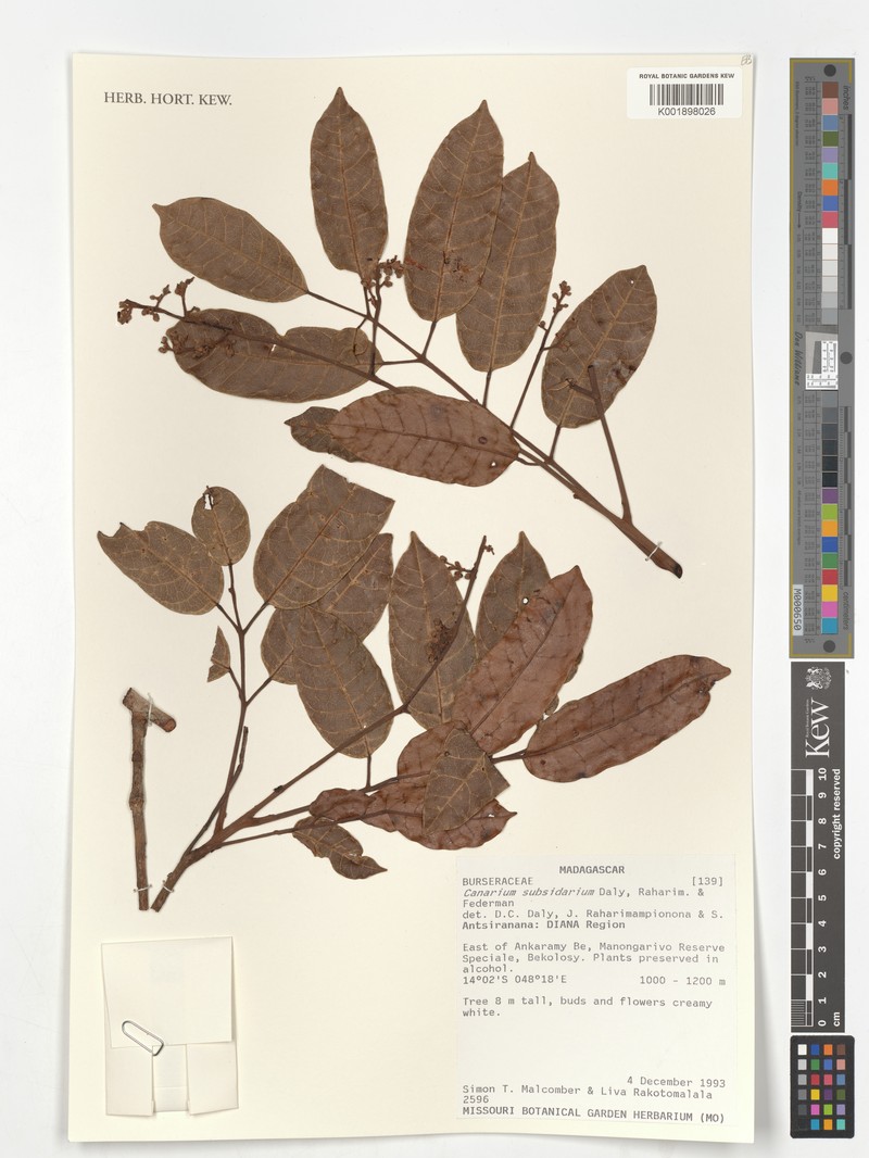 Canarium subsidarium