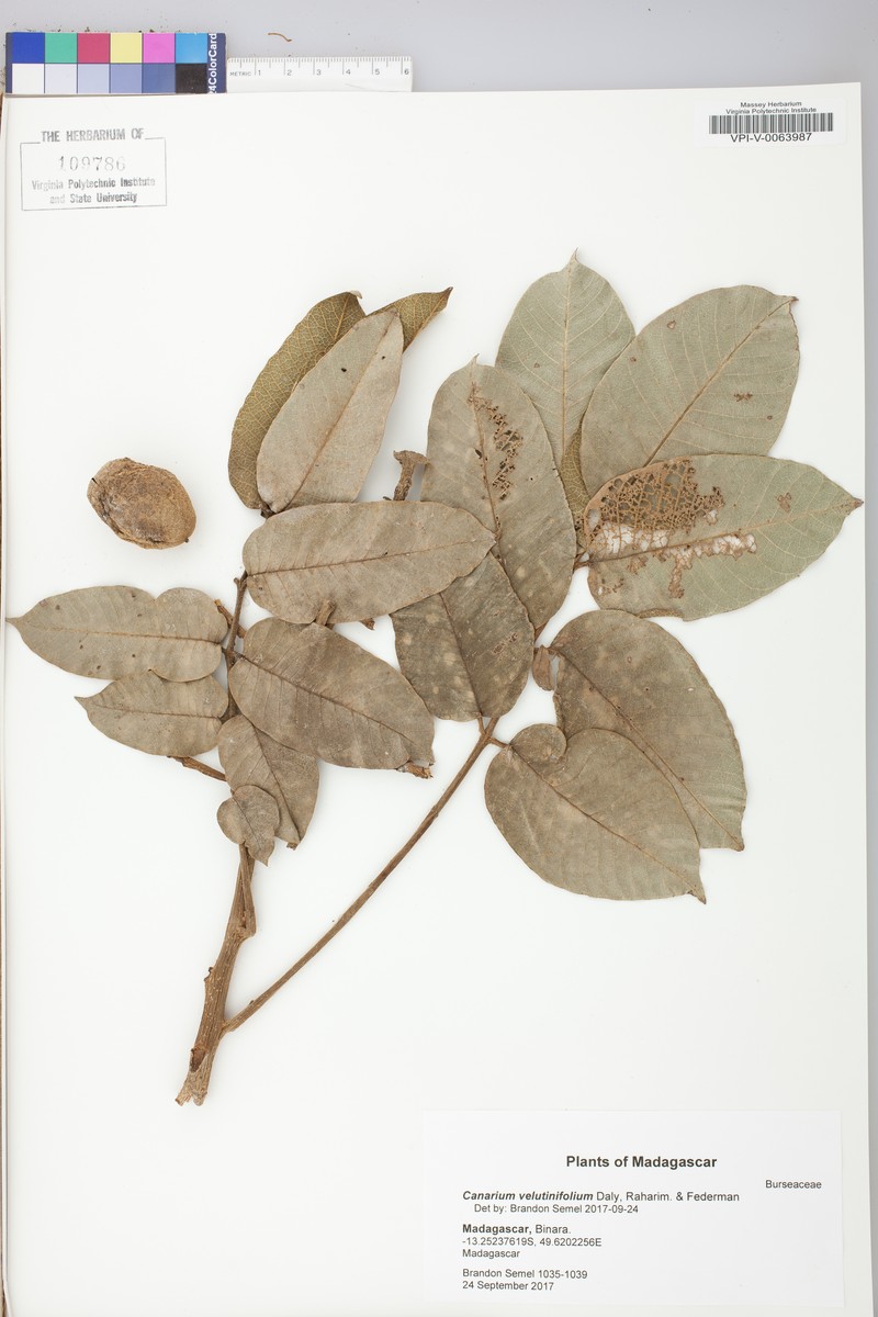 Canarium velutinifolium