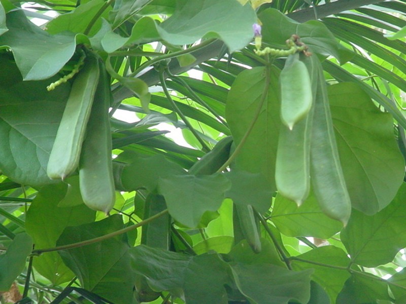 Brazilian Jackbean