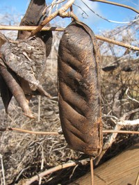Maunaloa
