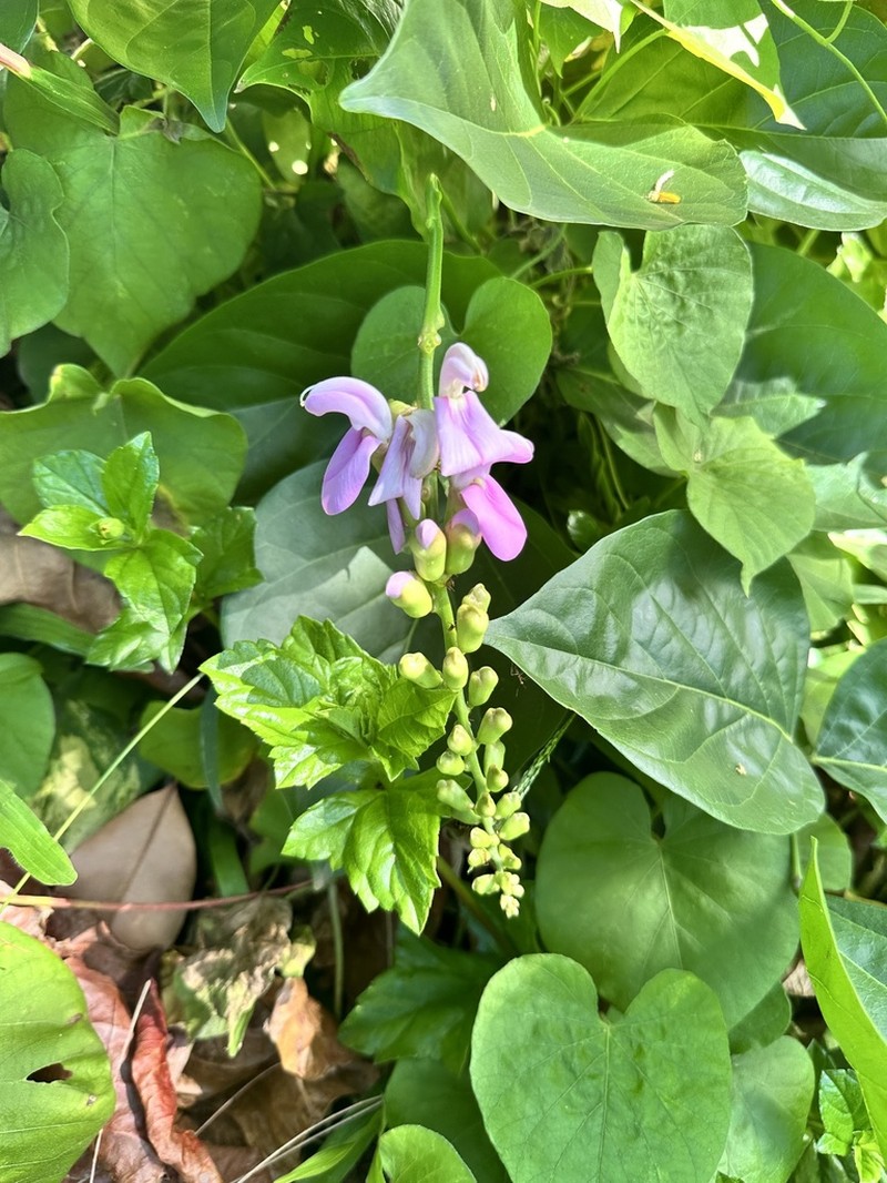 Maunaloa photo 2