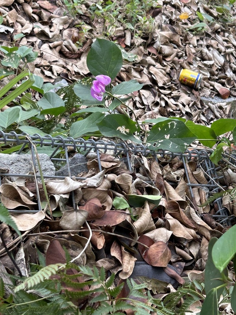Maunaloa photo 3