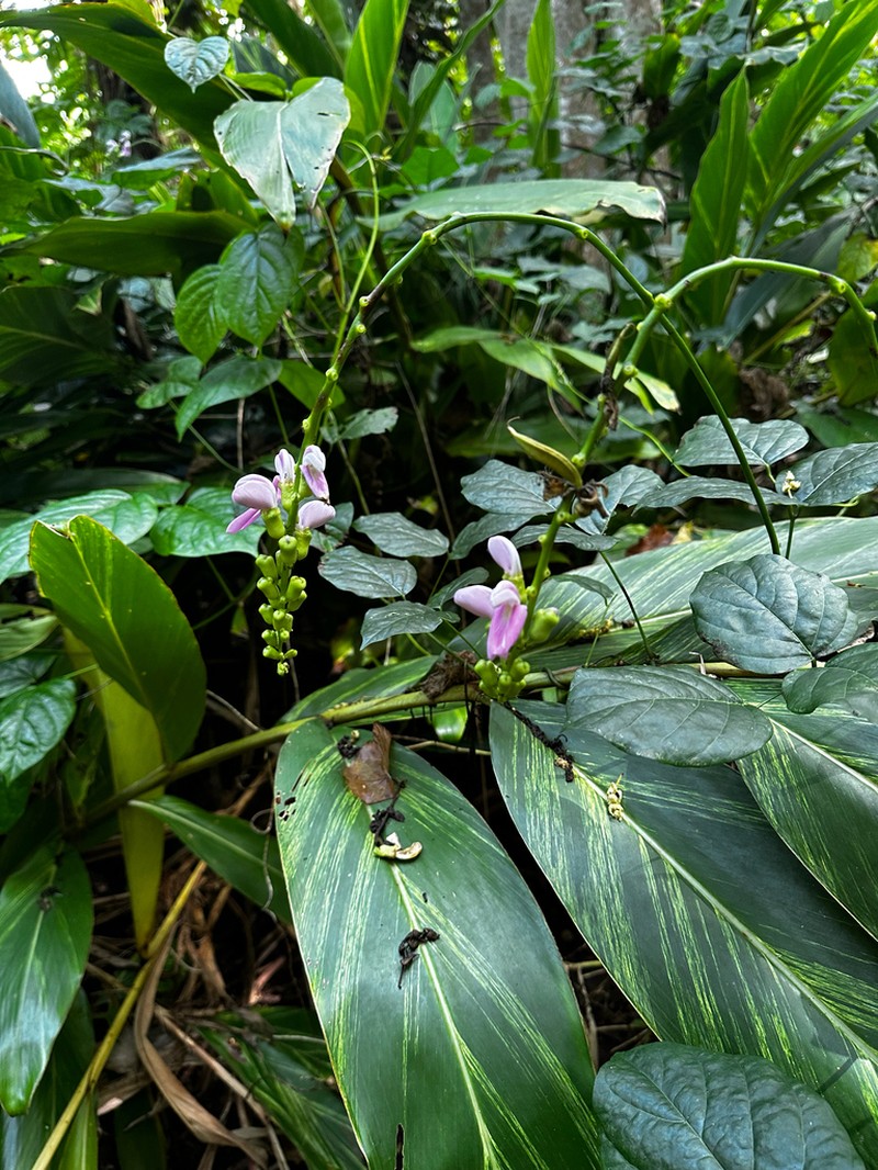 Maunaloa photo 5