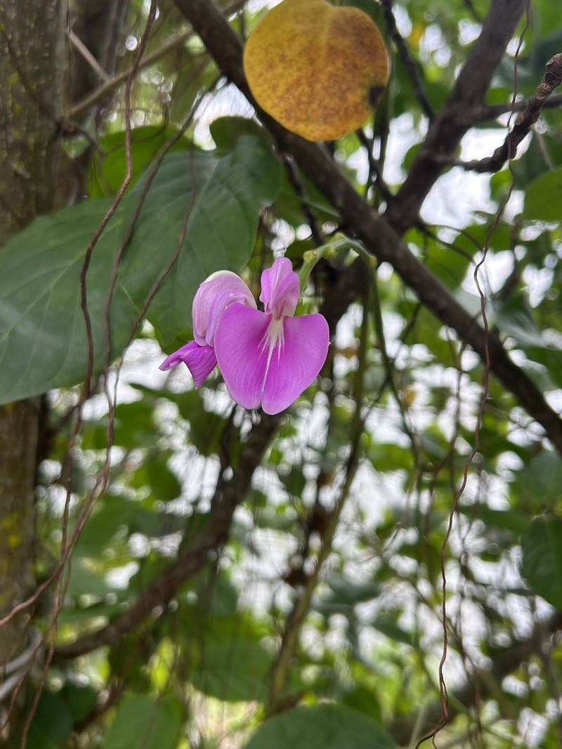 Maunaloa photo 6
