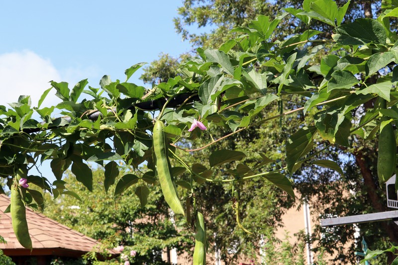 Jack Bean photo 6