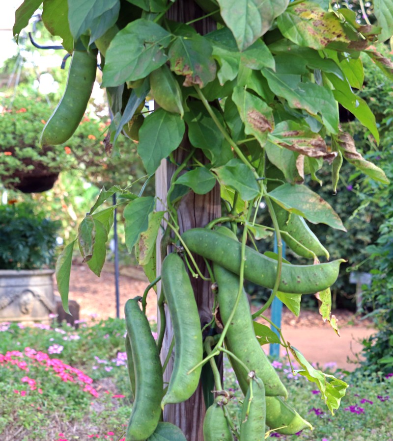 Jack Bean photo 3