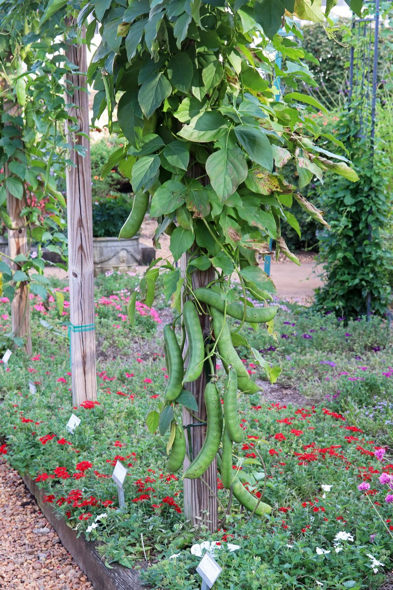 Jack Bean photo 7