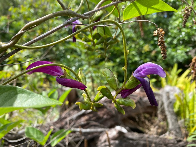 'Awikiwiki photo 8