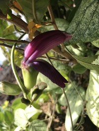 Puakauhi