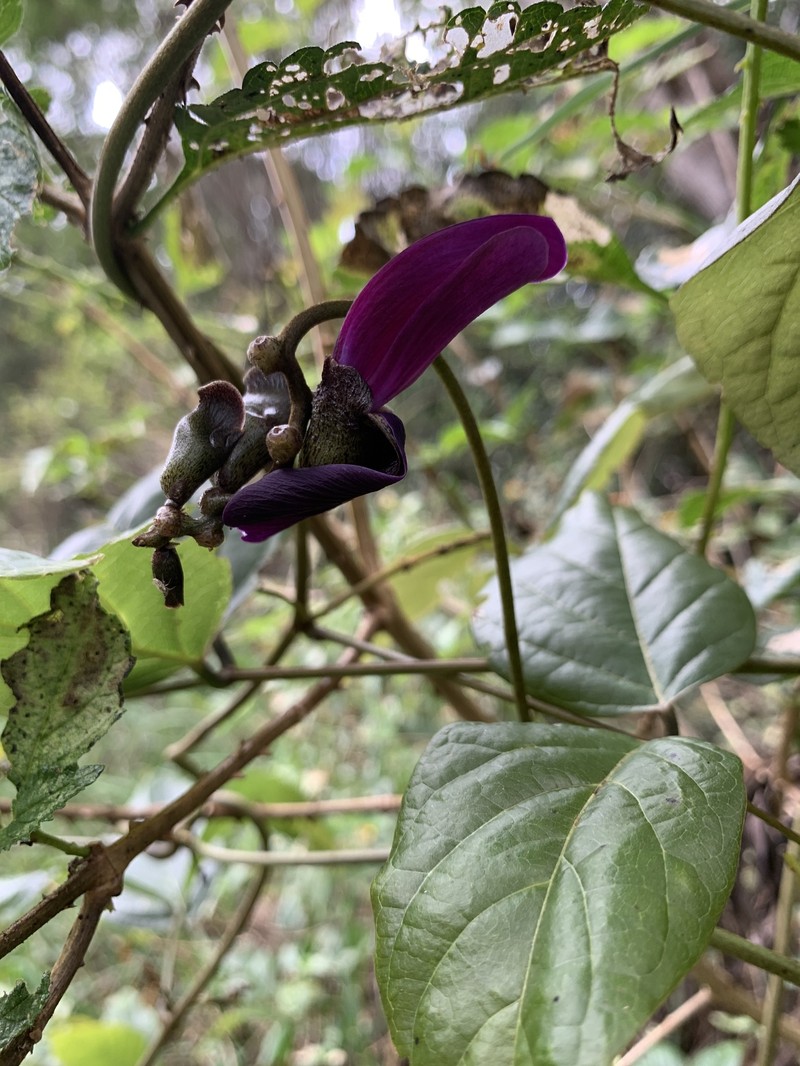Kauai Jackbean photo 2