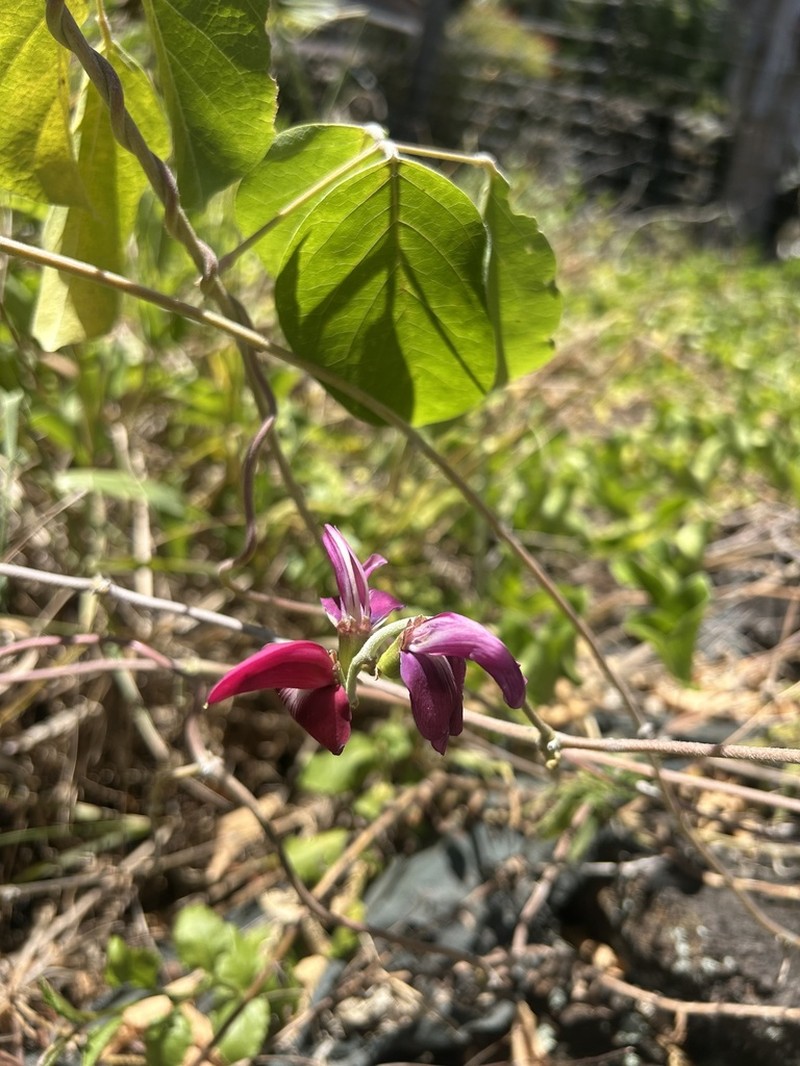 Molokai Jackbean photo 2
