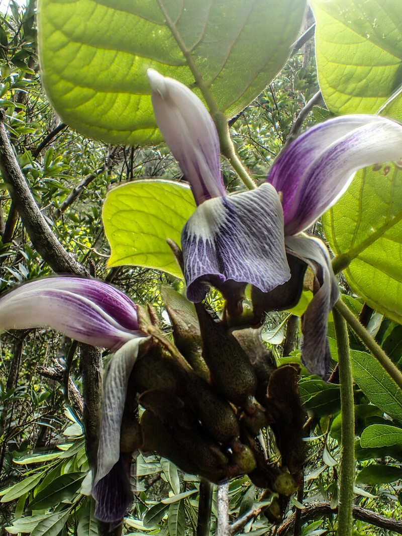 Makaha Valley Jackbean photo 2