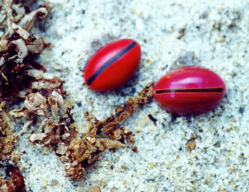 Bahama Baybean photo 4