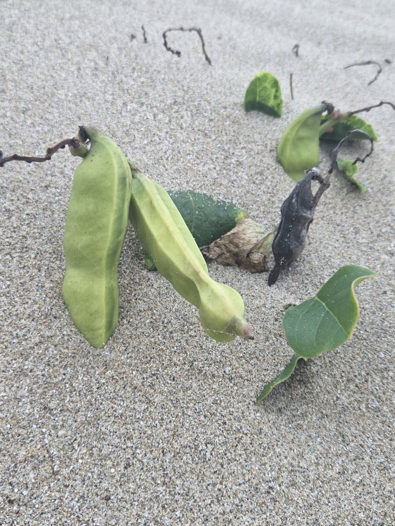 Baybean photo 5