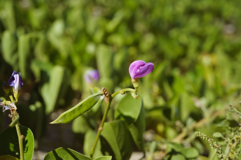 Baybean photo 6