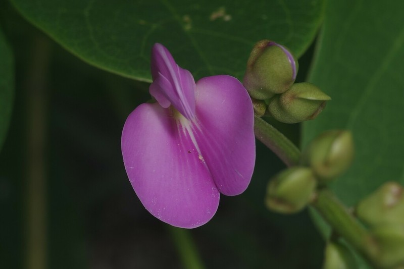 Baybean photo 7