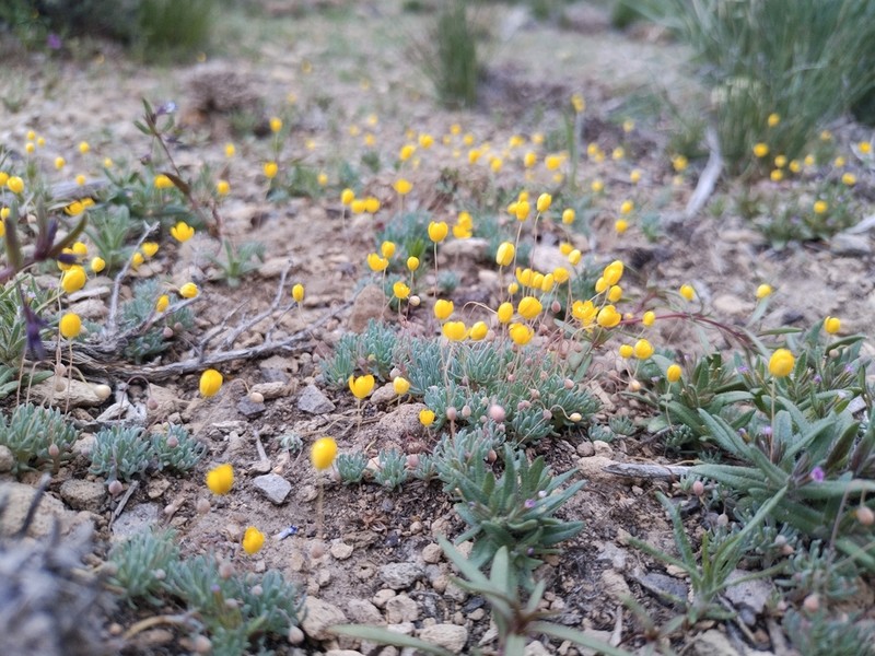 Golden Pygmypoppy photo 2