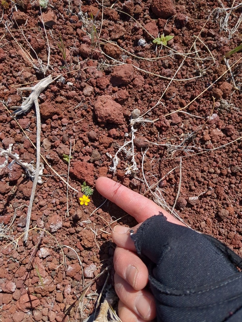 Golden Pygmypoppy photo 3