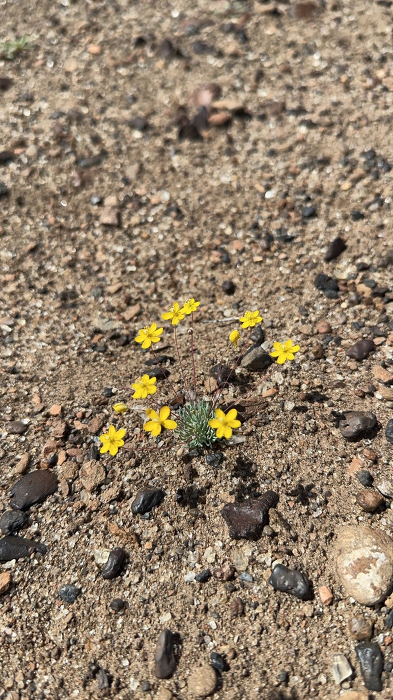 Golden Pygmypoppy photo 4