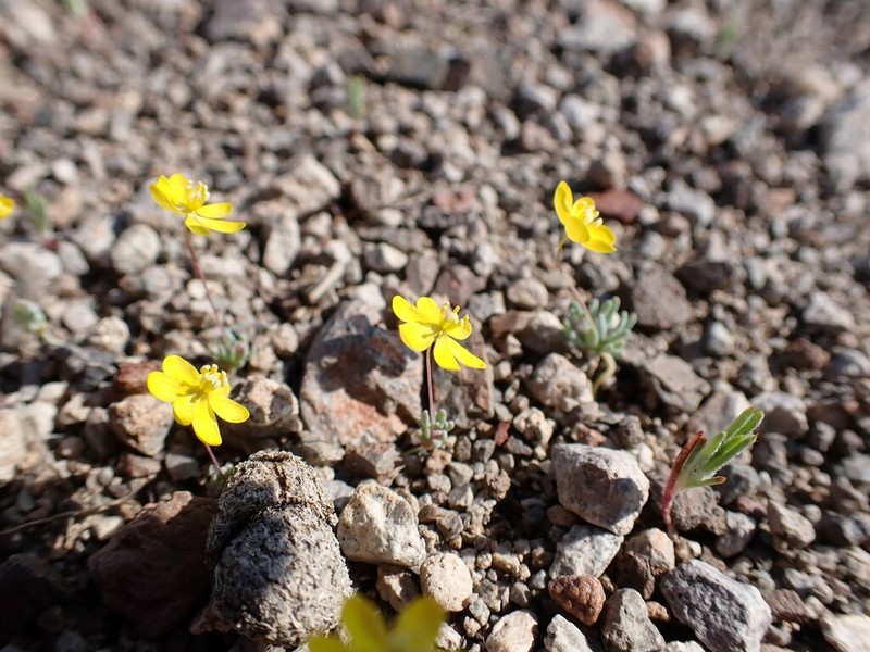 Golden Pygmypoppy photo 7