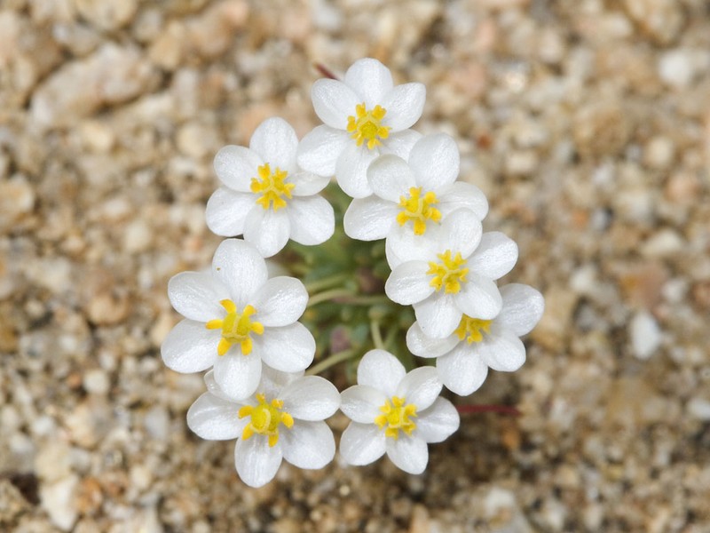 White Pygmypoppy