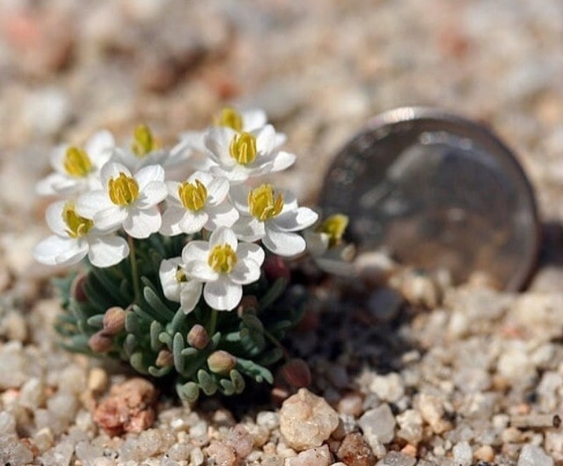 White Pygmypoppy photo 4
