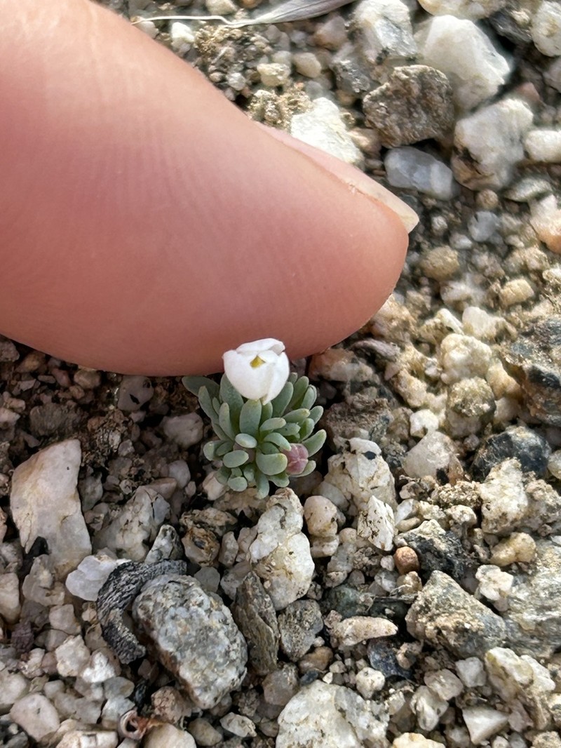 White Pygmypoppy photo 6