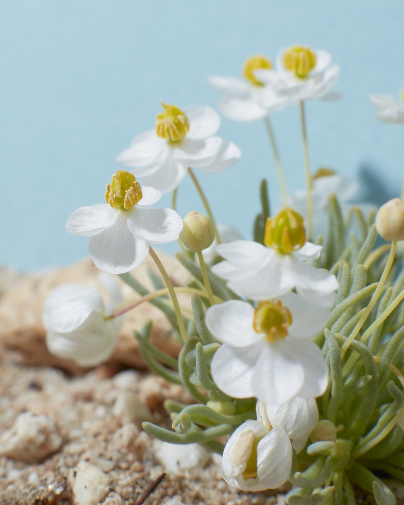White Pygmypoppy photo 7