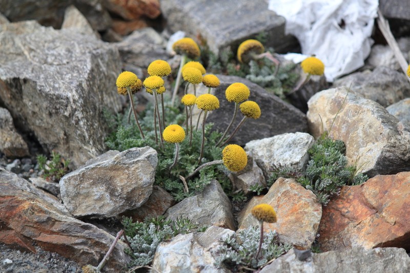 Cancrinia chrysocephala photo 3