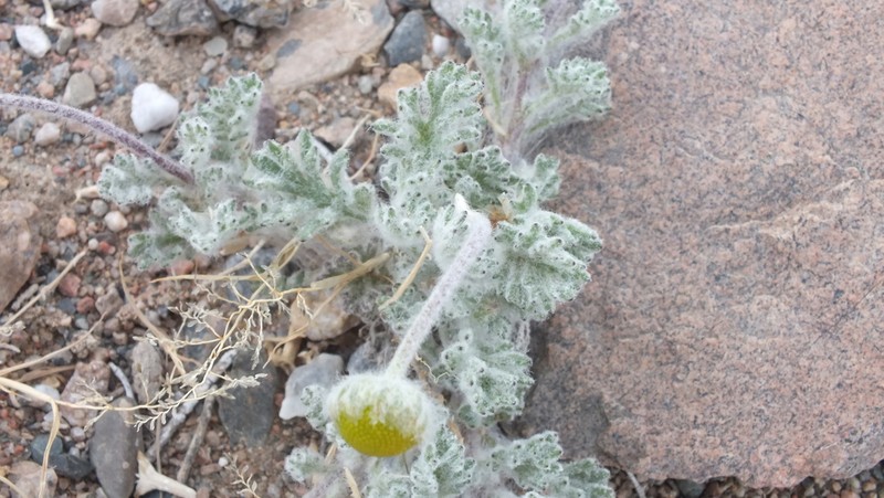 Cancrinia discoidea photo 2
