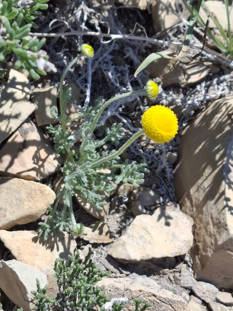 Cancrinia discoidea photo 4