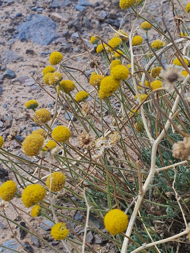 Cancrinia discoidea photo 6