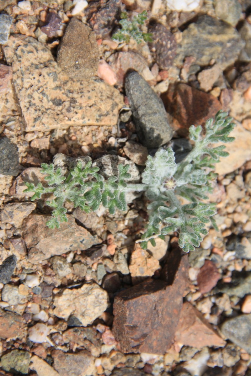 Cancrinia discoidea photo 8