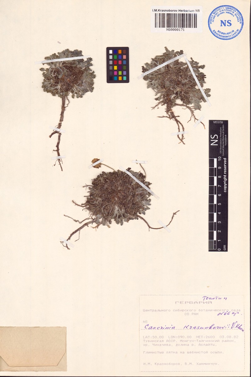 Cancrinia krasnoborovii photo 2