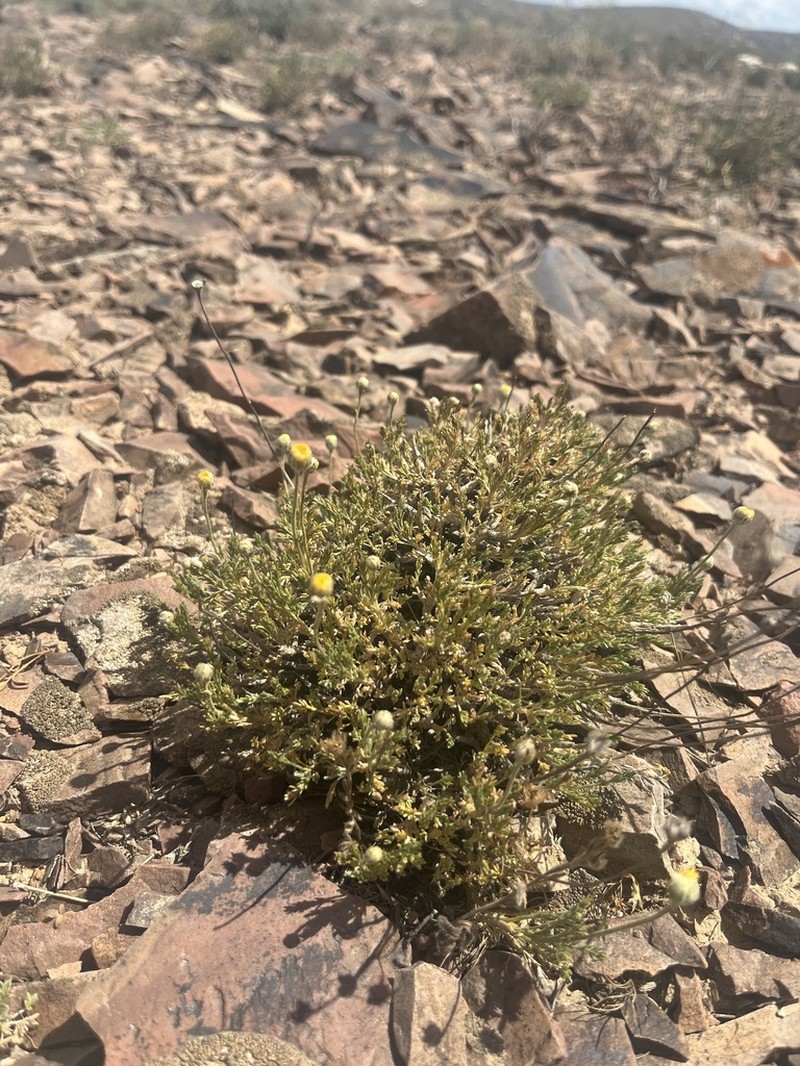 Cancriniella krascheninnikovii photo 2