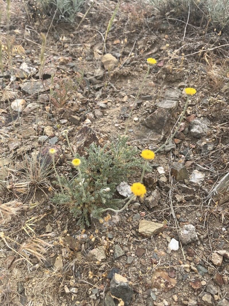 Cancriniella krascheninnikovii photo 3